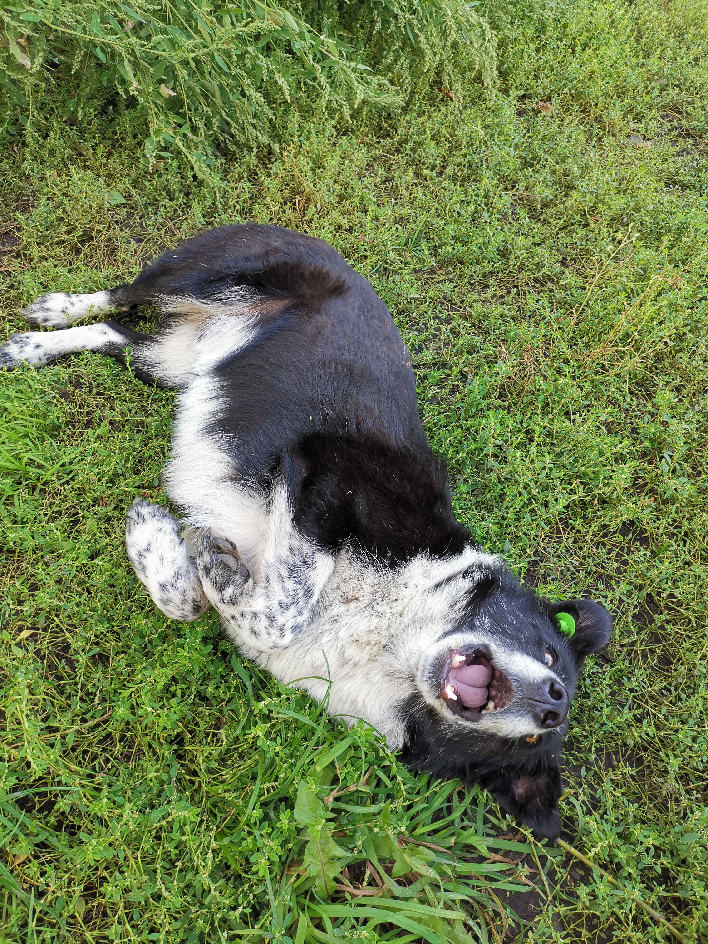 Колька-Николай