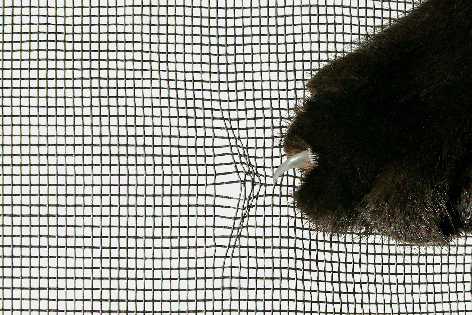 Москитная сетка тонкая и непрочная. Она хорошо защищает от насекомых, но не защитит питомца от падения. Фотография: Uesiba / Shutterstock / FOTODOM