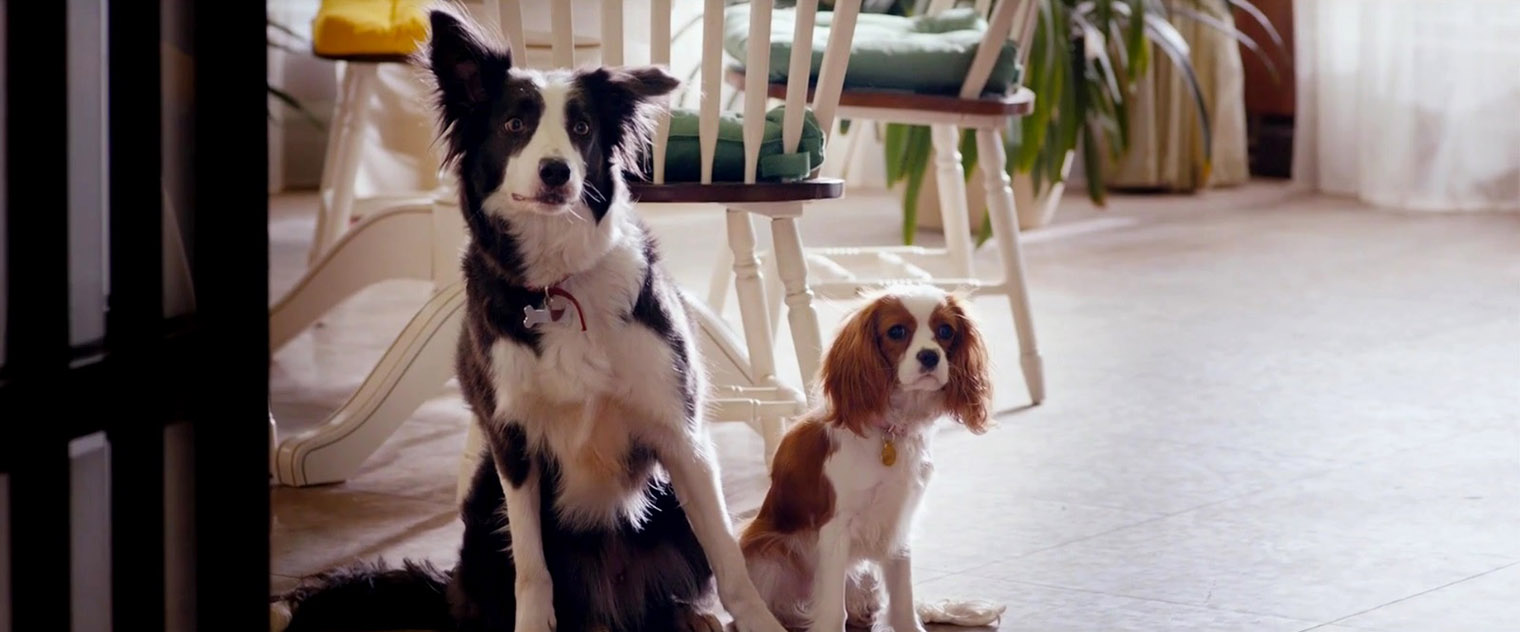 Собаки Айса и Фемме Фатале — Пират и Йоко соответственно — даже указаны в титрах фильма. Кадр: Bazelevs