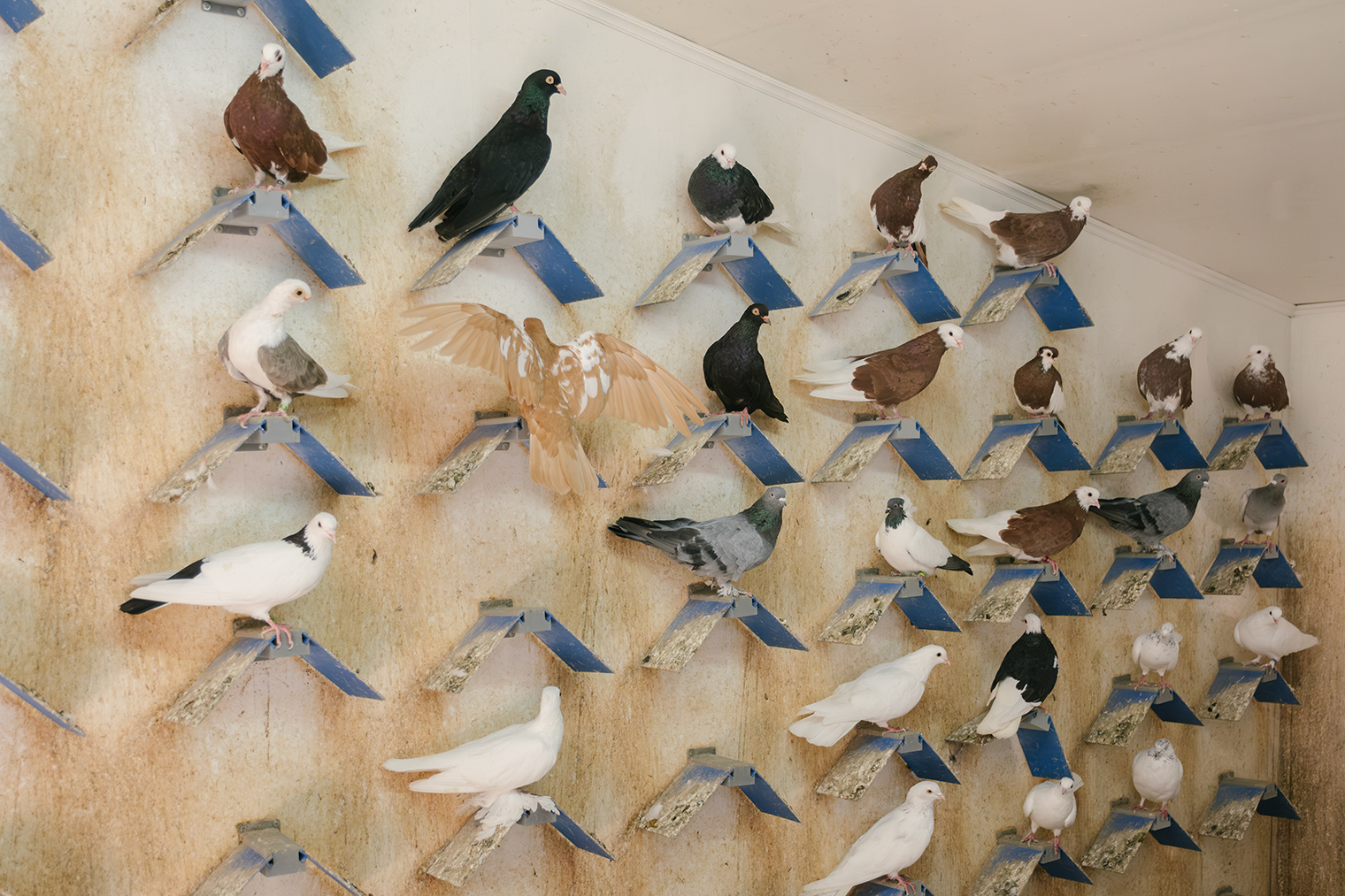 Насесты тоже бывают разные — из дерева и из пластика