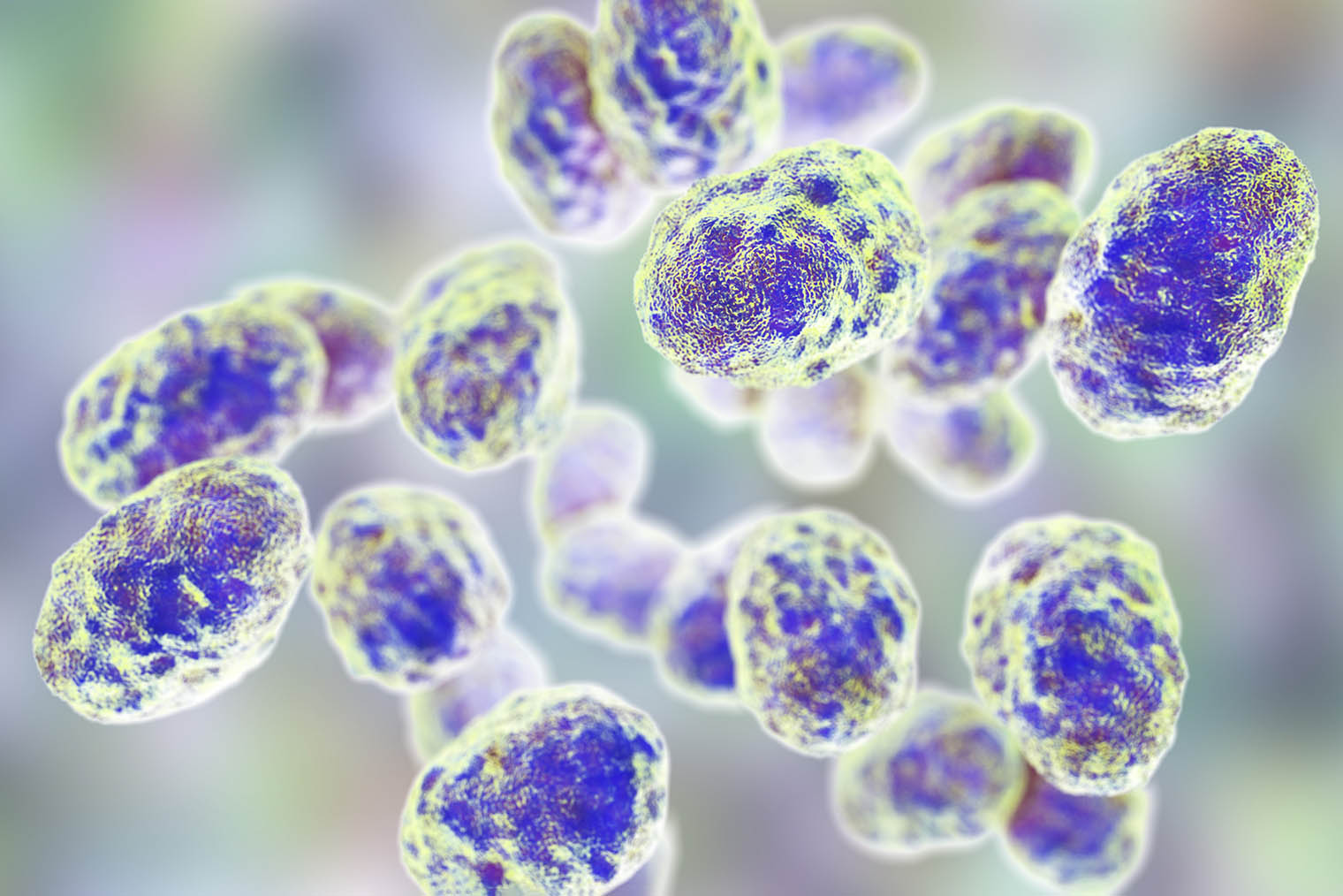 Так выглядят бактерии, вызывающие туляремию. Иллюстрация: Kateryna Kon / Shutterstock / FOTODOM