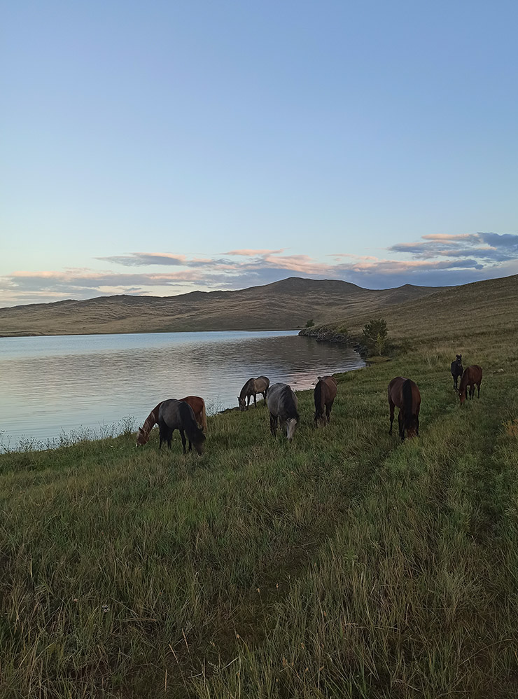 Лошади на берегу Байкала