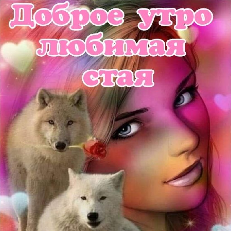 Стая
