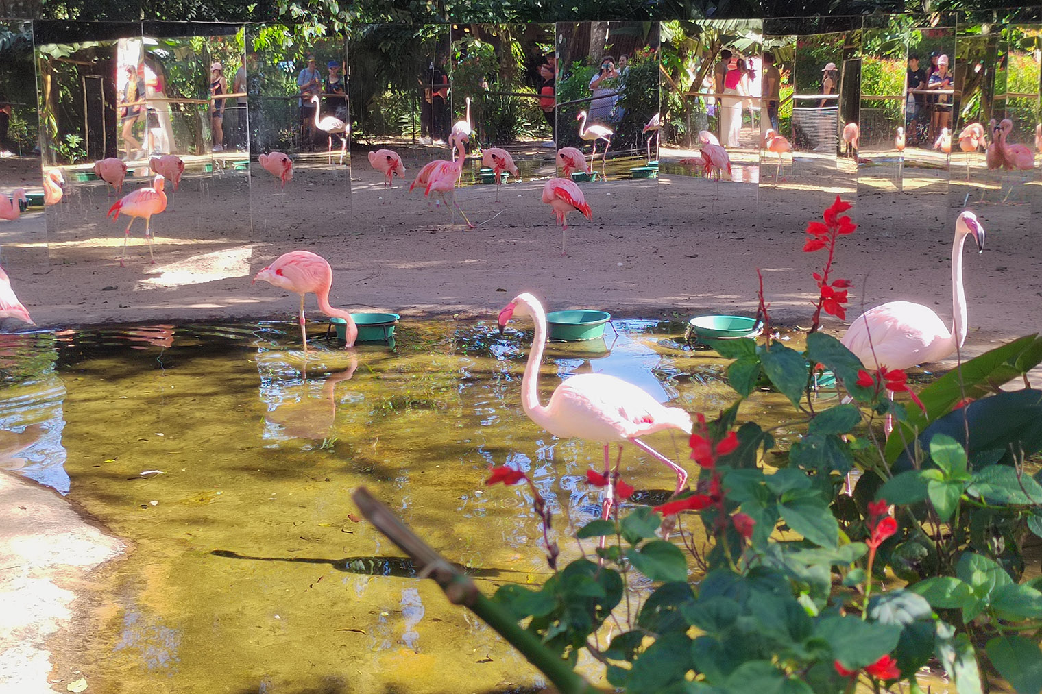 Для птиц стараются воссоздать условия жизни в дикой природе. Чтобы розовые фламинго думали, что их целая стая, вокруг вольера установили зеркала