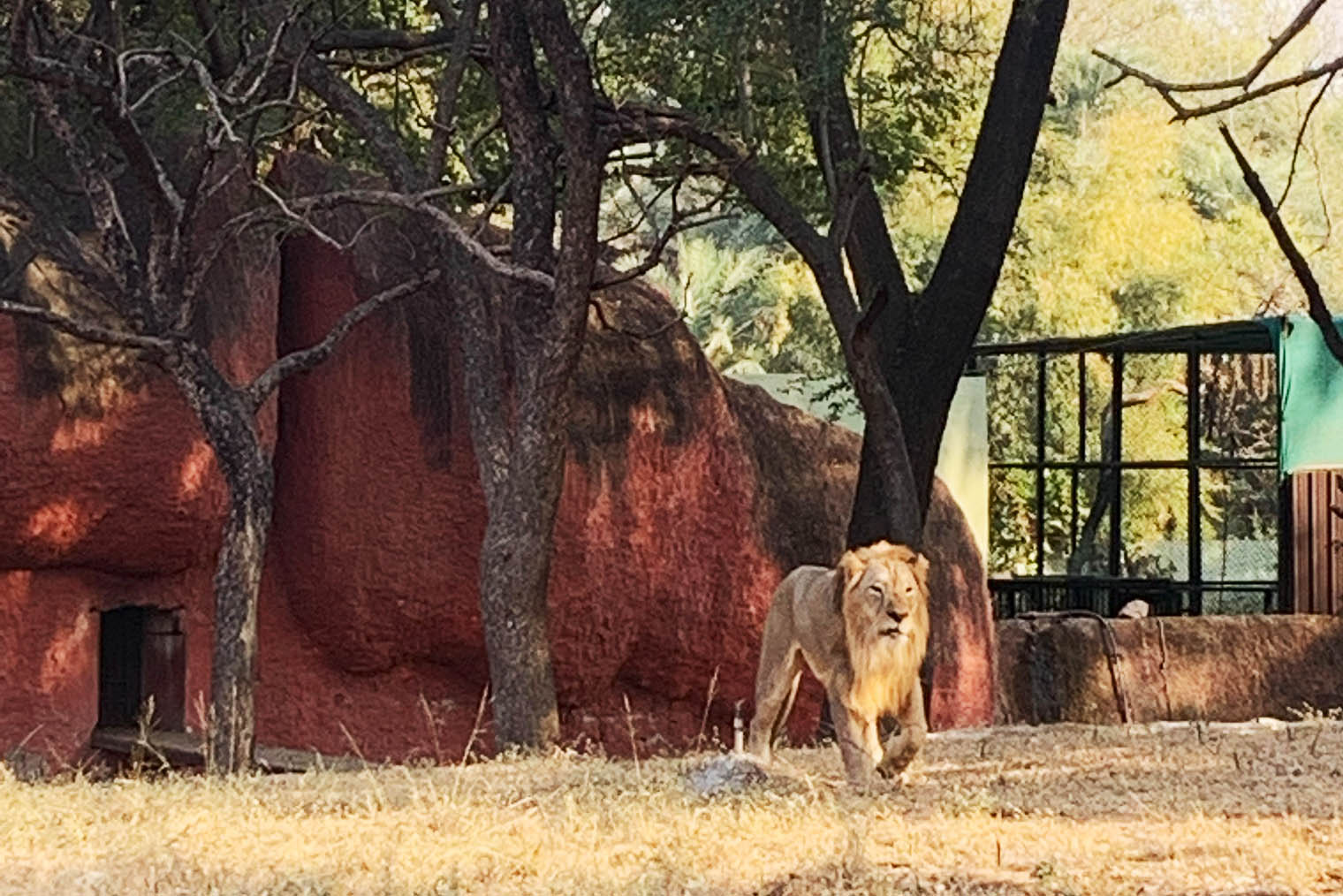 Азиатский лев в зоопарке