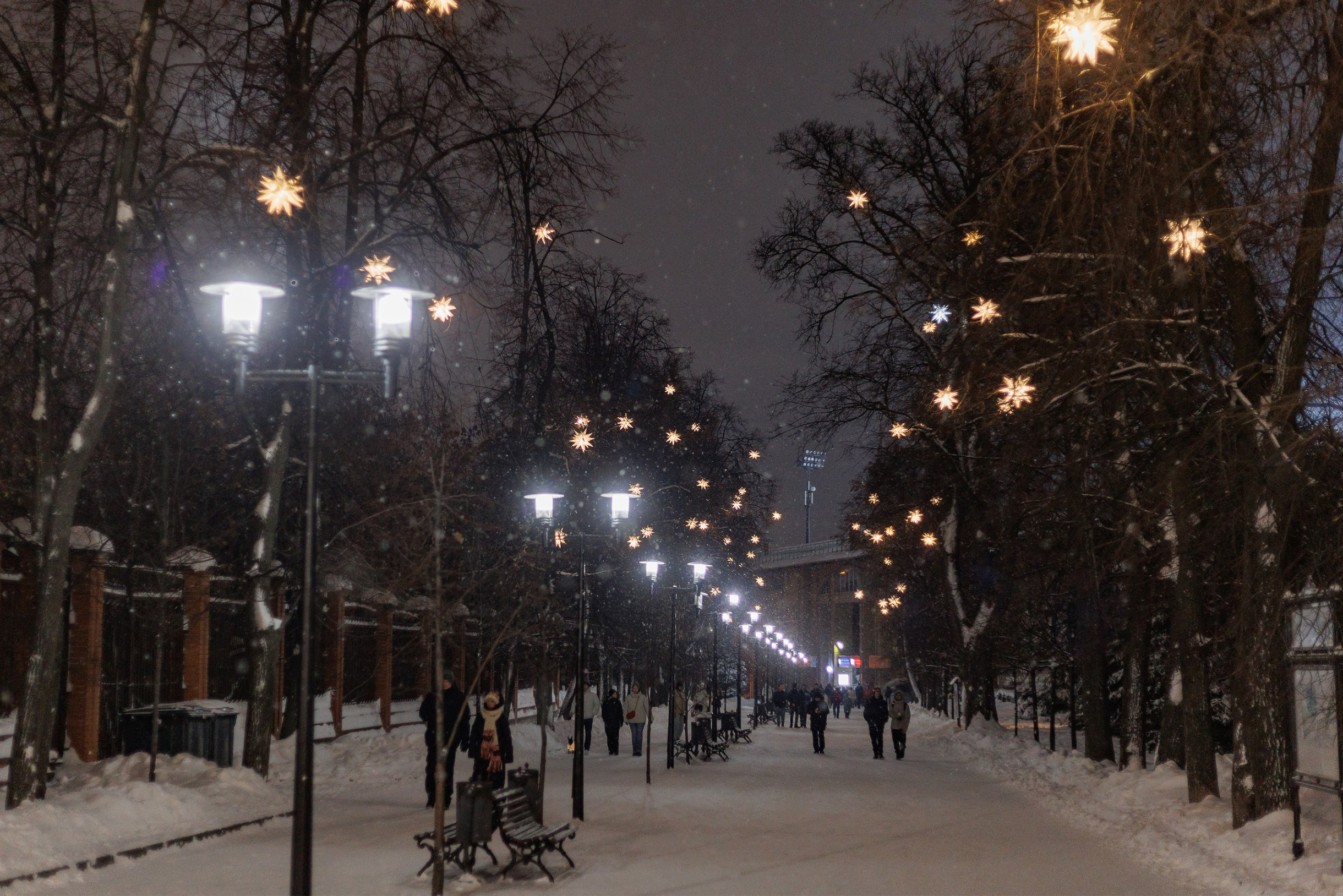 На деревьях аллеи парка — светящиеся звезды
