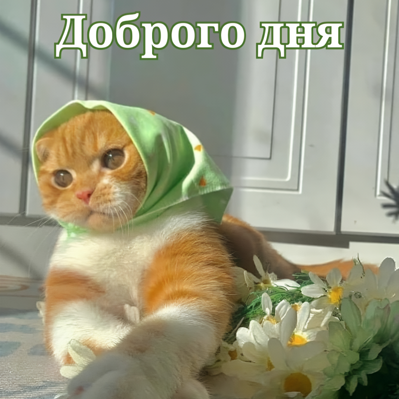 Кот в косынке