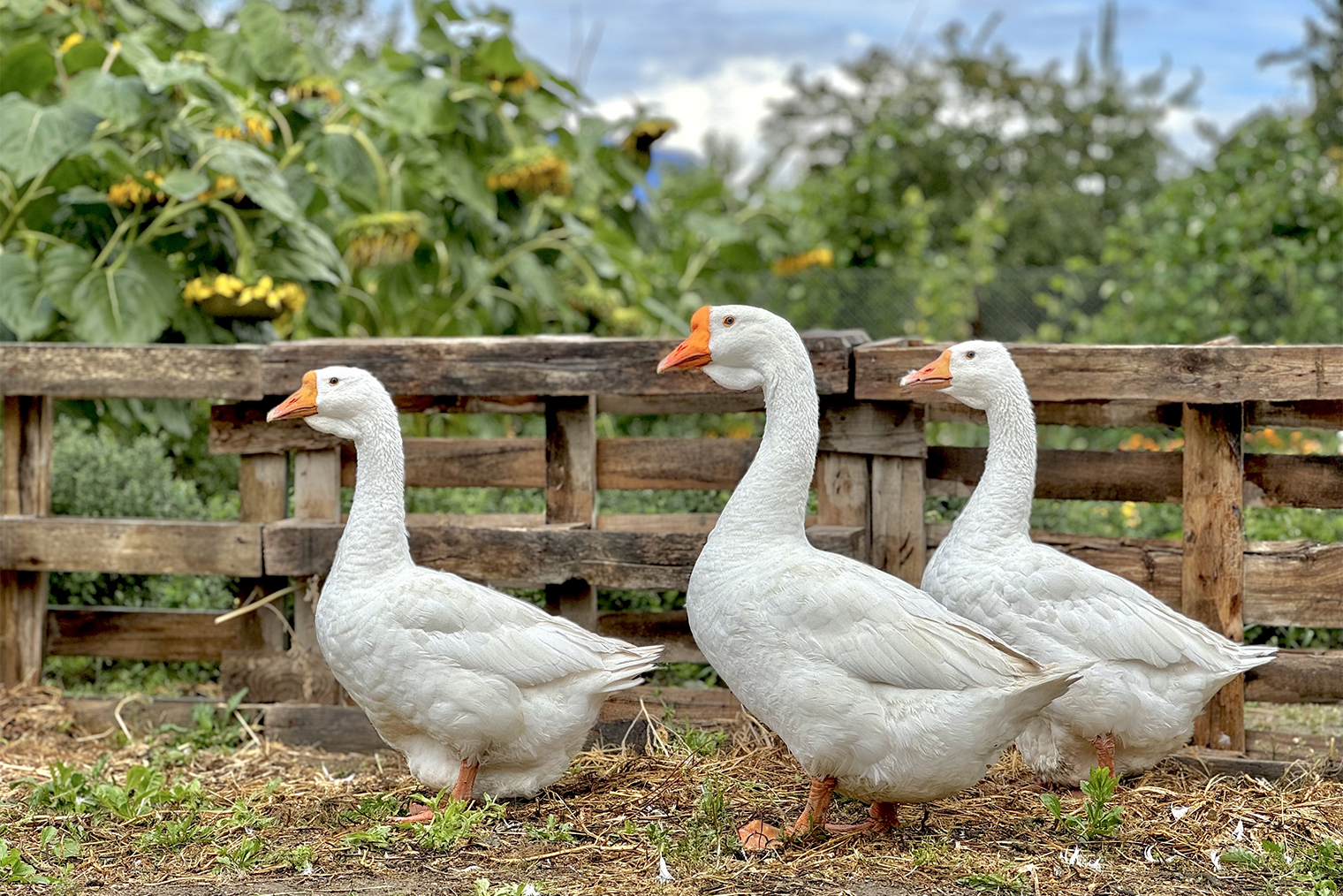 У меня так и остались две гусыни и гусак. Гусыни пытались высиживать яйца, но вывести гусят не получилось