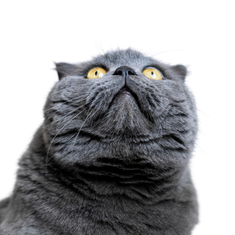 Коты