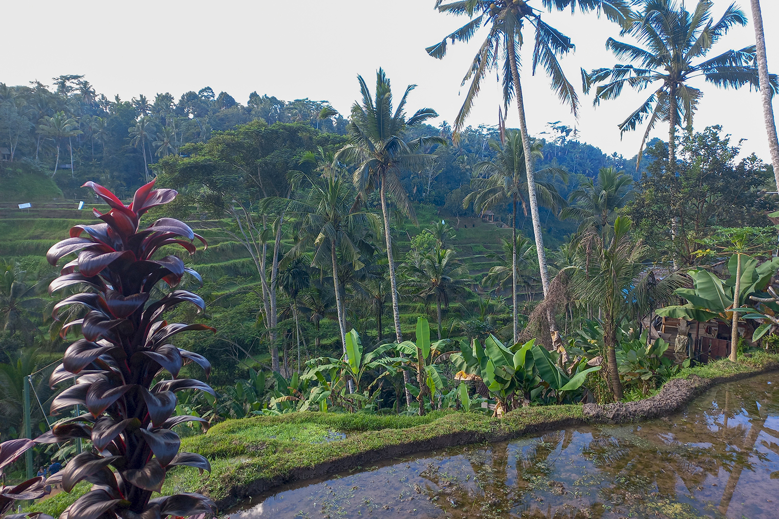 Рисовые террасы на рассвете. © Дарина Устич