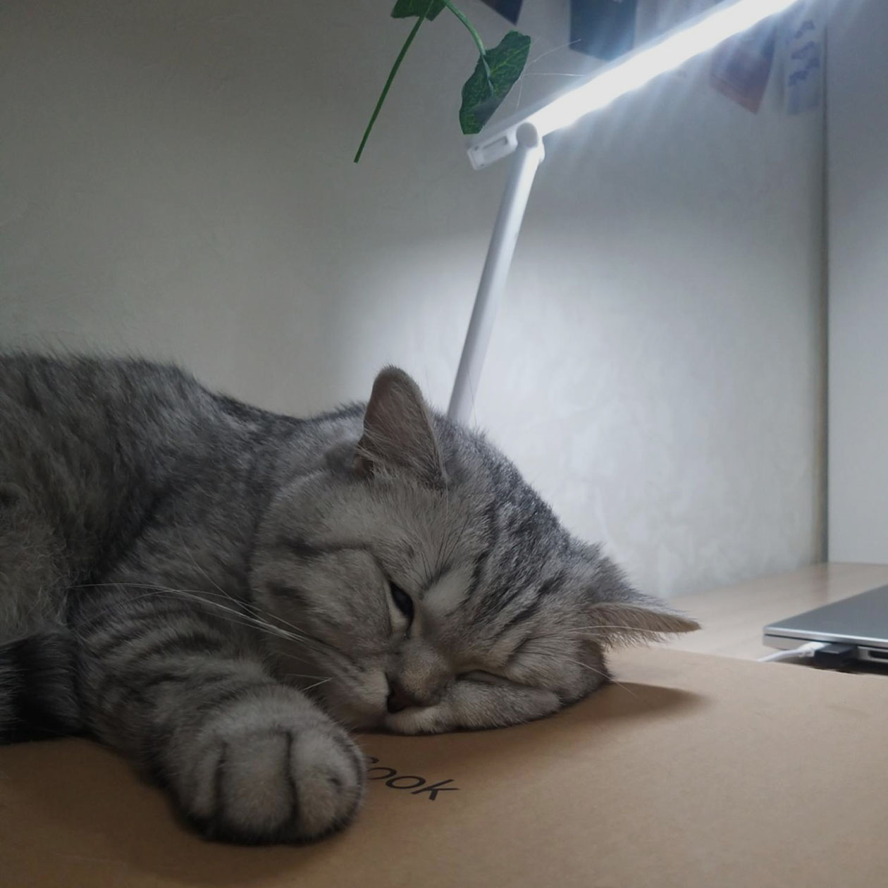 Кошка тоже утомилась