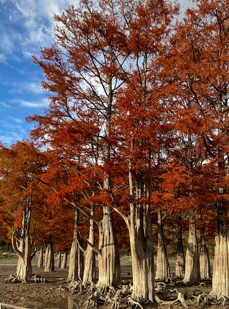 Осенью кипарисы становятся багряно-красными. Без воды можно рассмотреть их причудливые корни