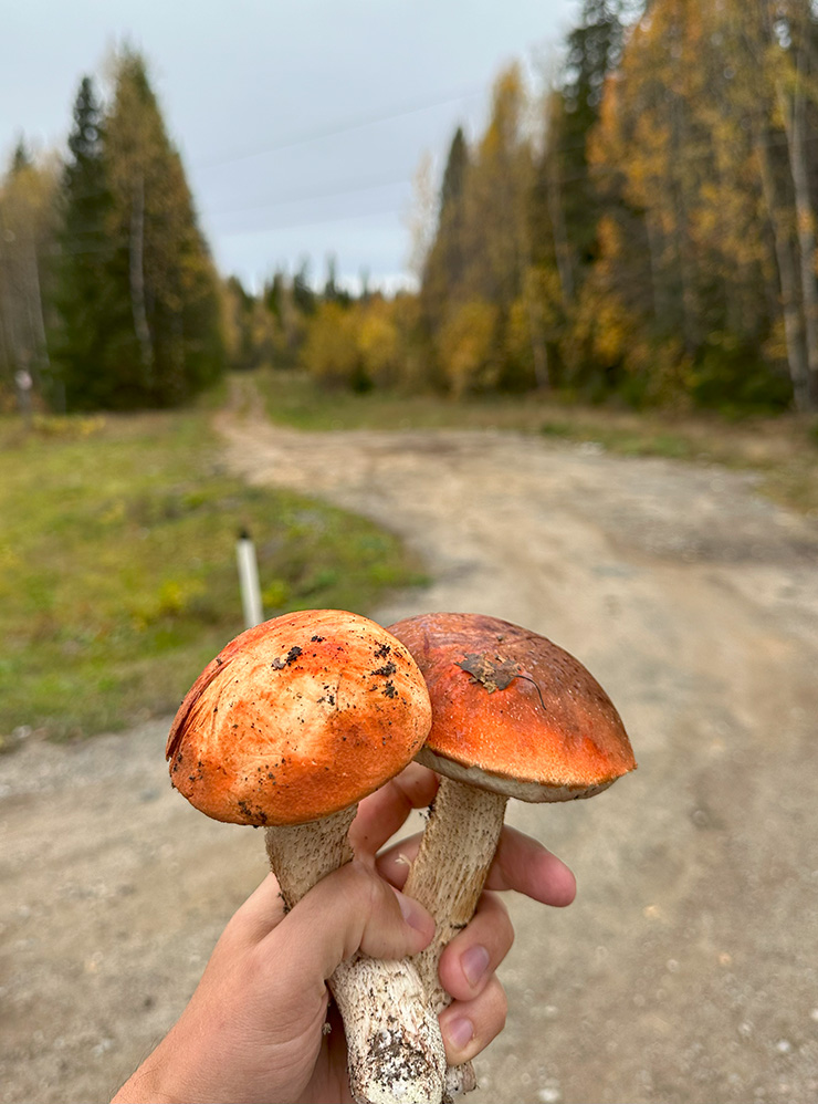 В Кировской области мы пару раз останавливались, чтобы собрать грибов. Хватило как раз на пару ужинов