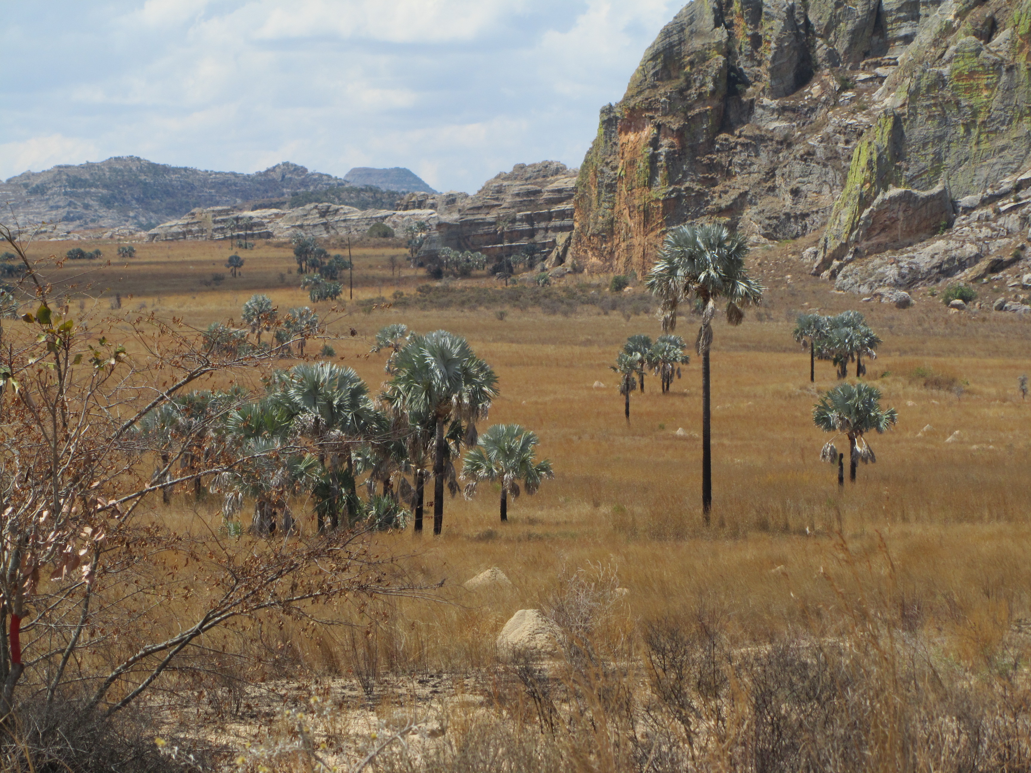 Пальма Satrana