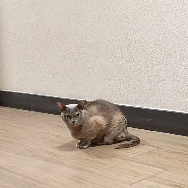 Утром кошка снова гуляла в подъезде