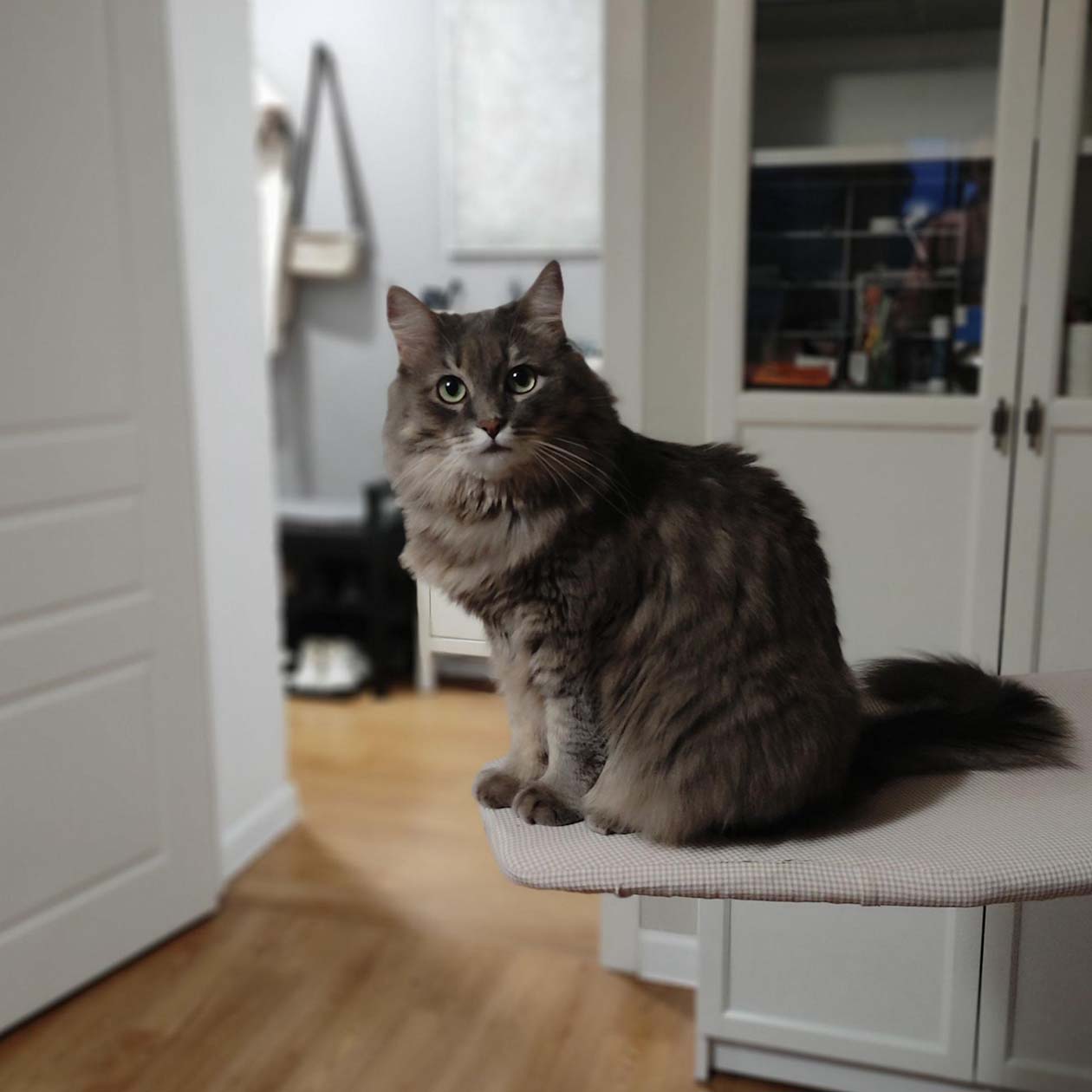 Кошка помогает шить