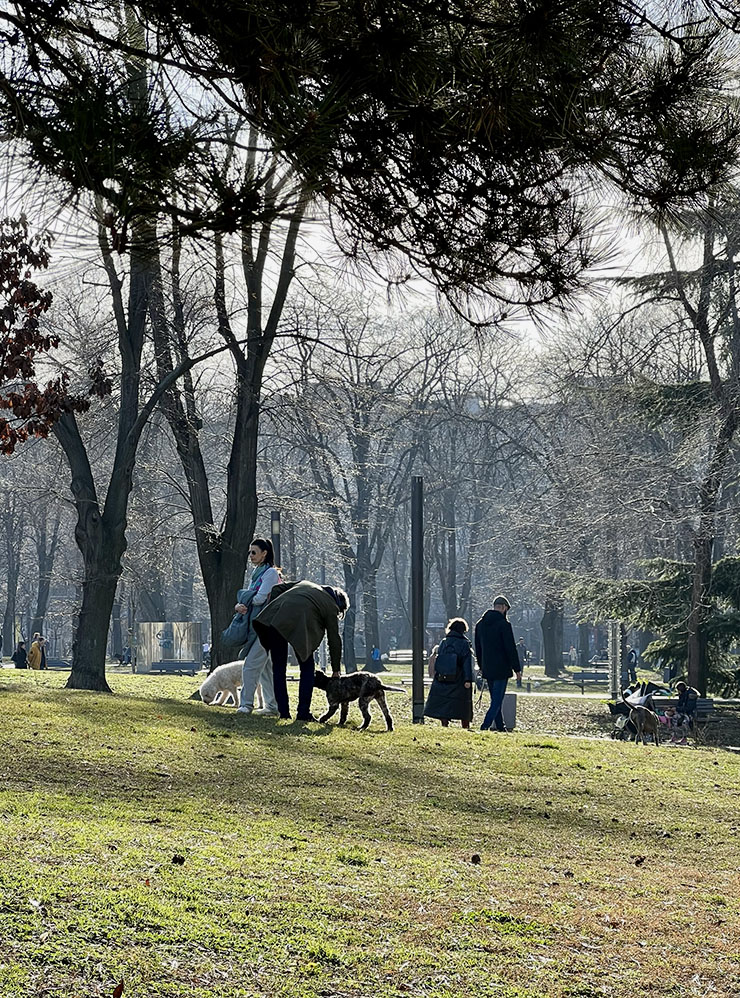 В Сербии везде много собак, этот парк не исключение