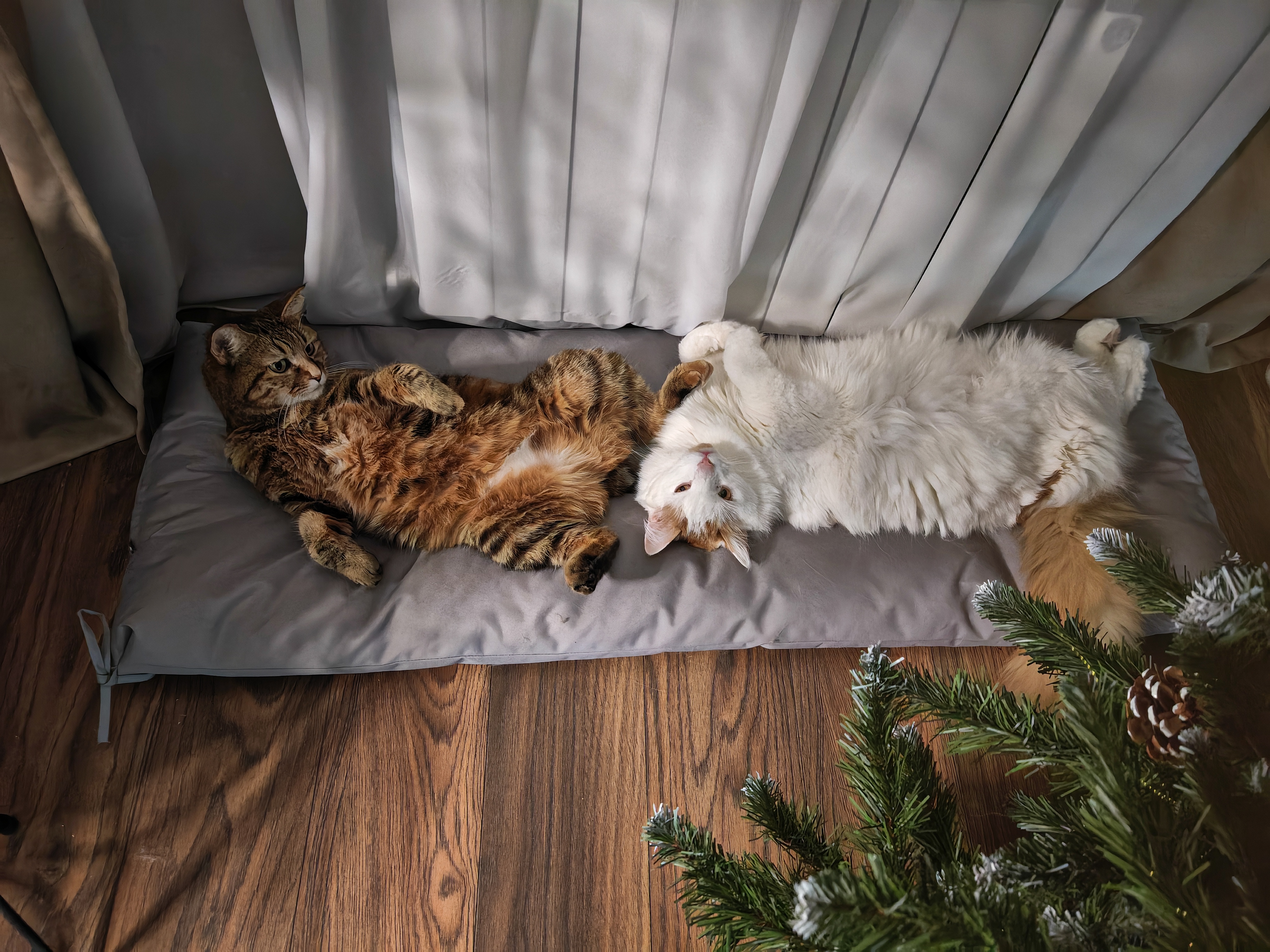 Спят где хотят и как хотят!