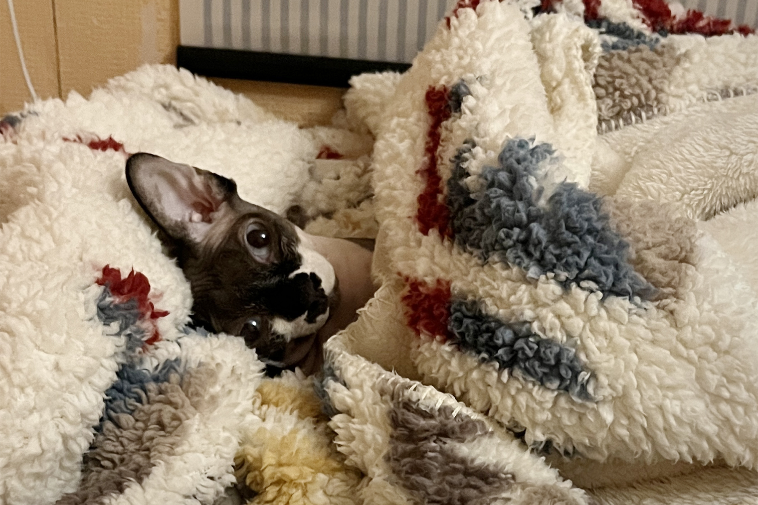 Котея засыпает под боком, отжав мой любимый плед