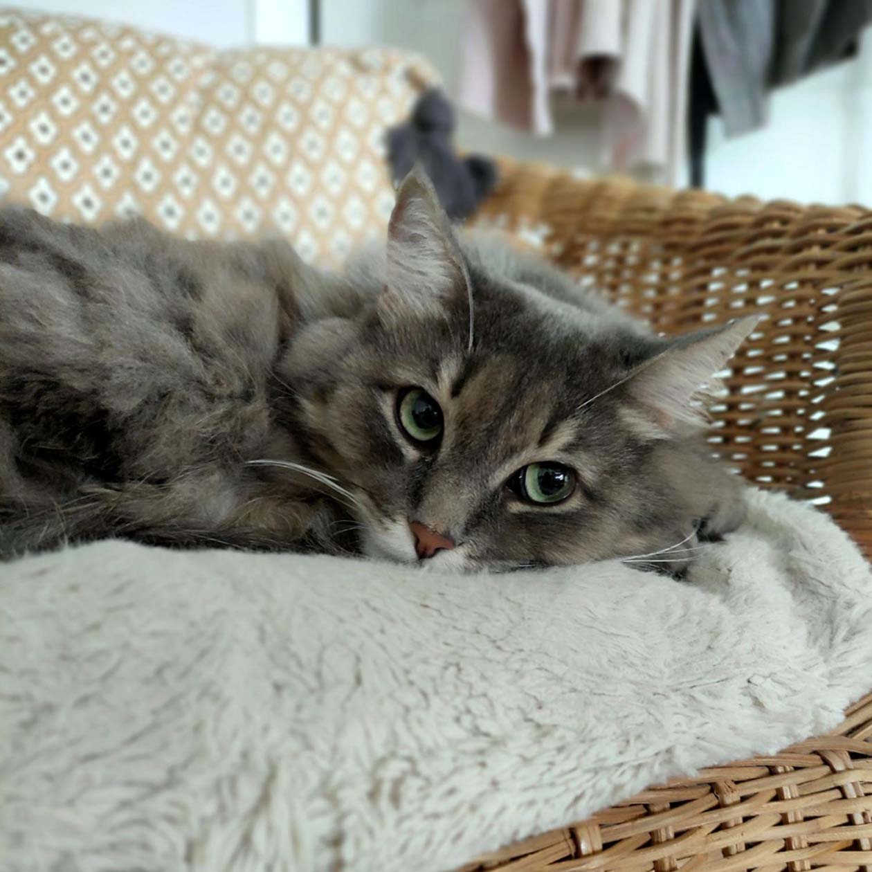 Кошка помогает мыть пол