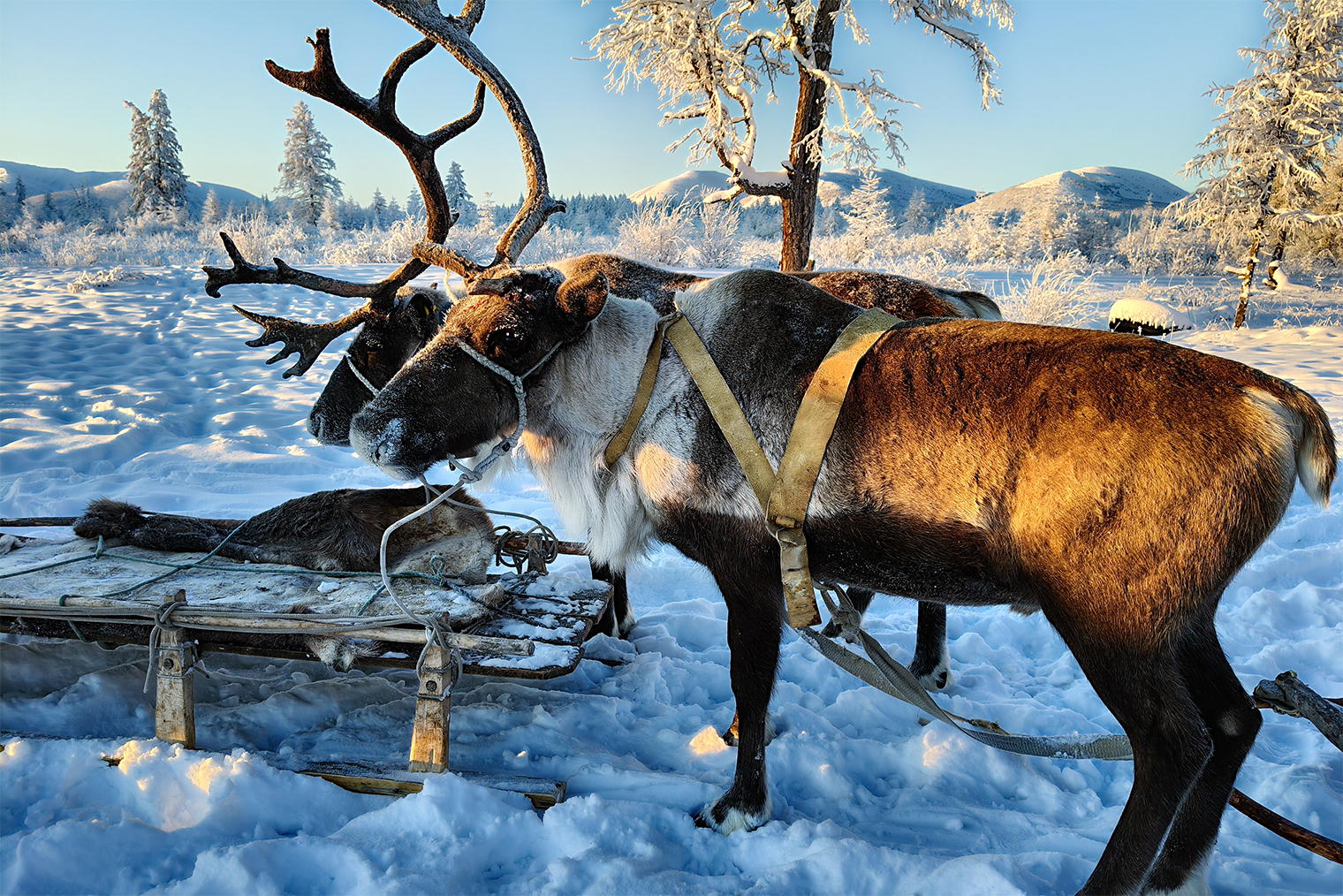 В гостях у оленевода