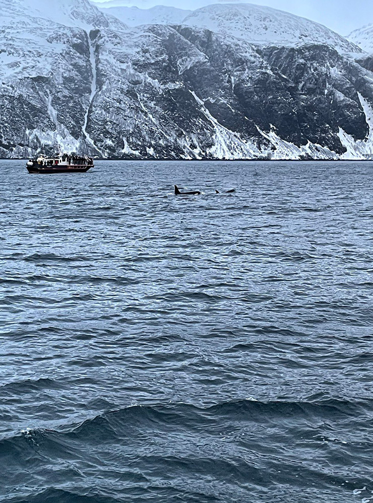 С ноября по январь можно посмотреть на китов