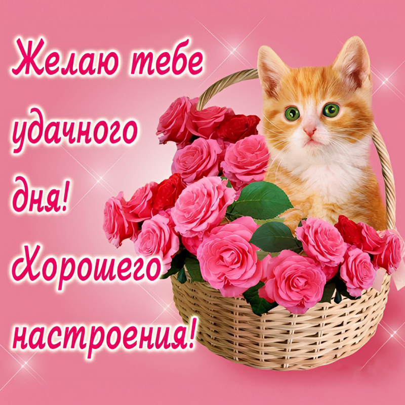Кот в корзинке