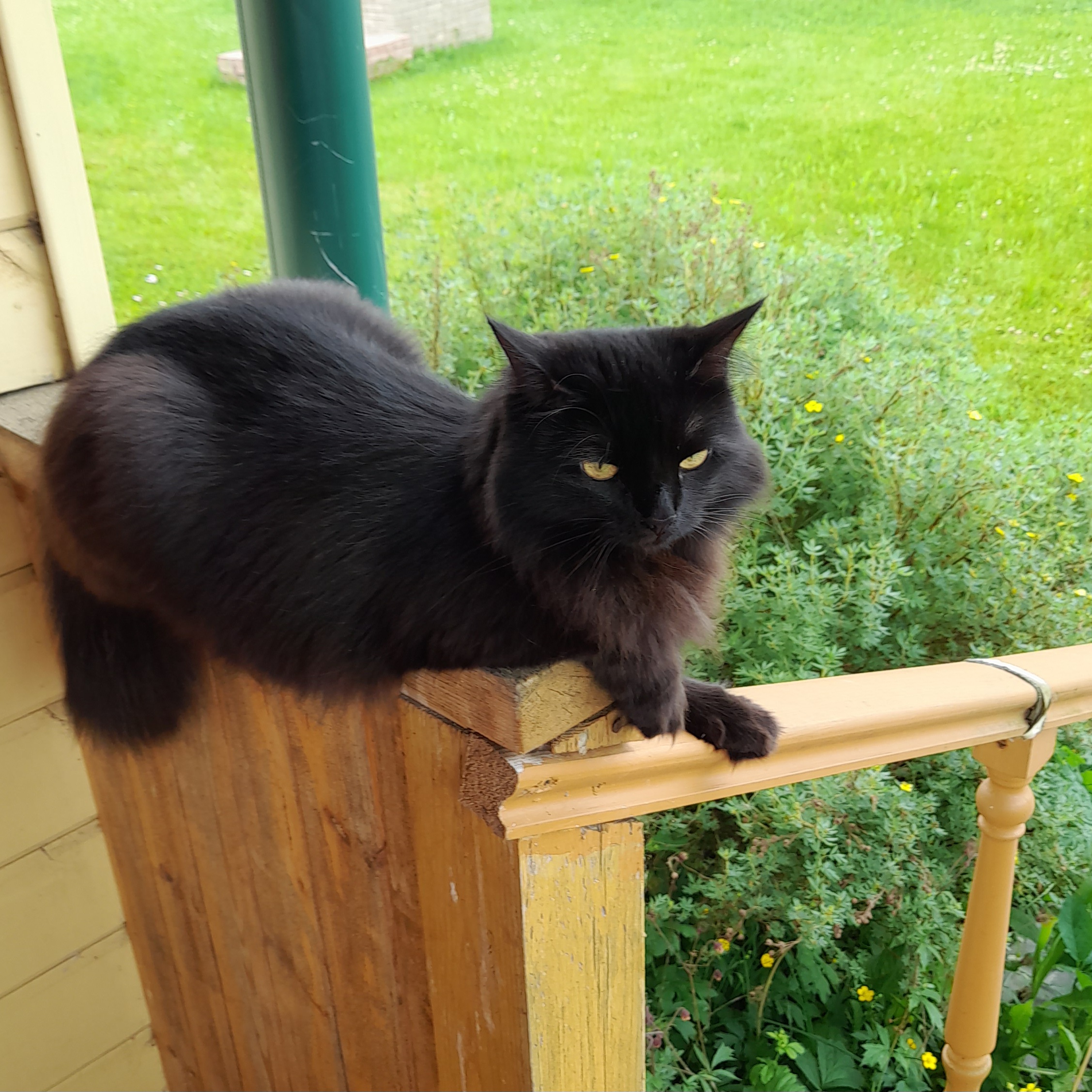 «Высоко сижу, далеко гляжу!»