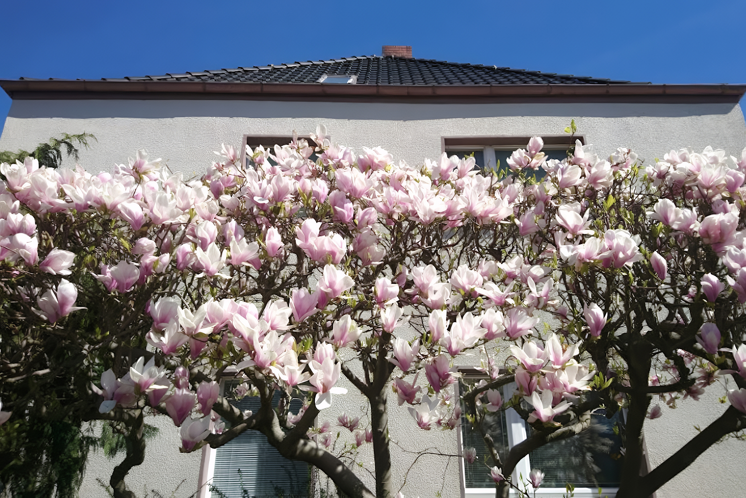 Весной в Берлине жизнь в розовом цвете