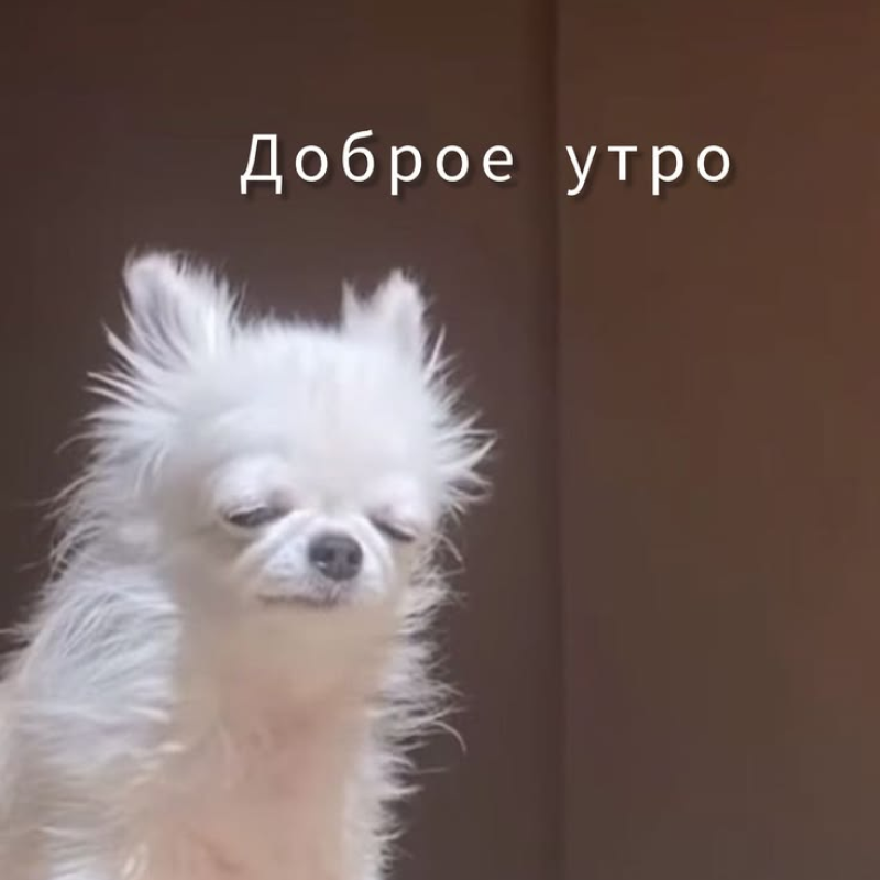Спящая собака