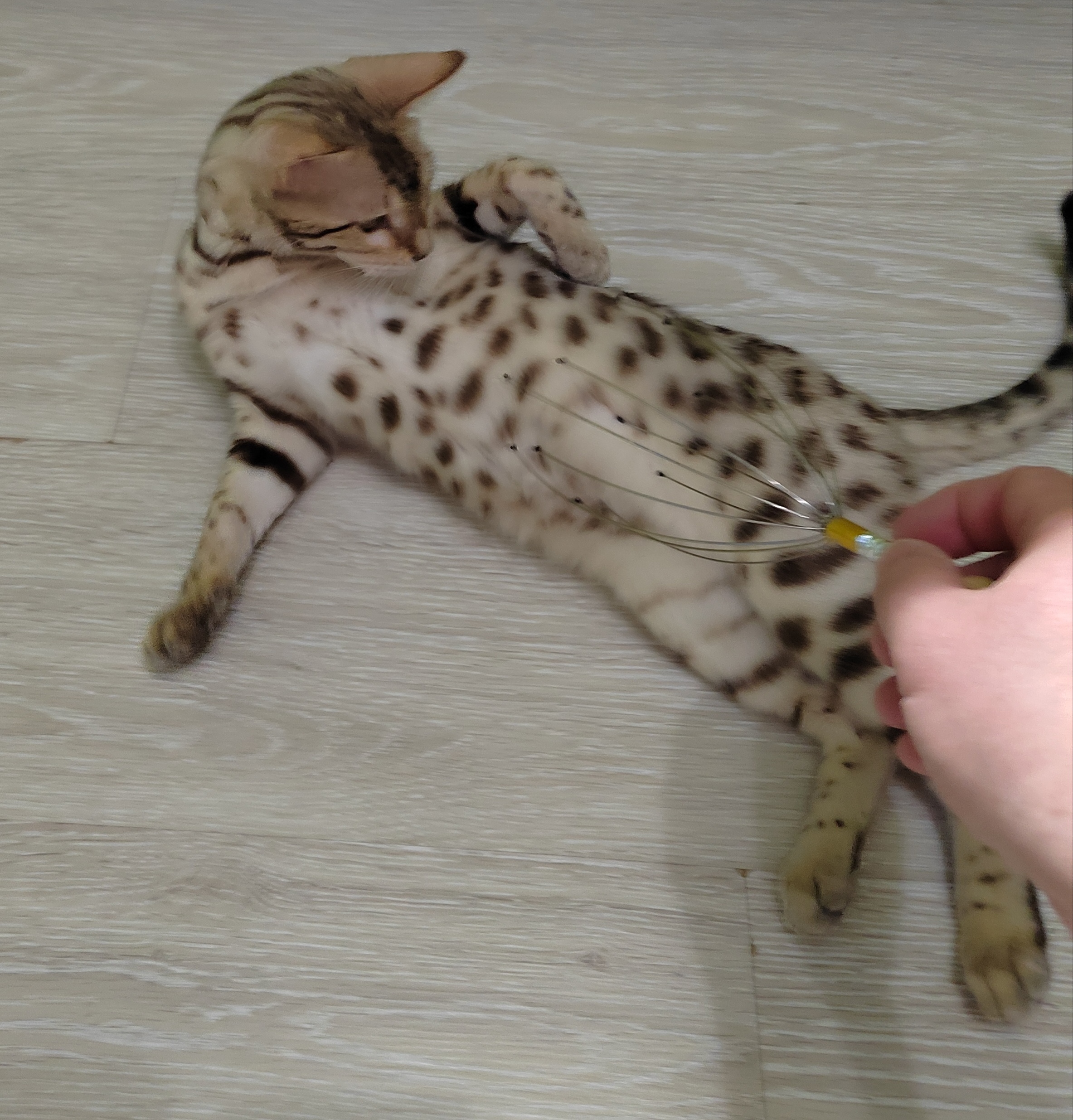 Почешите пузик!