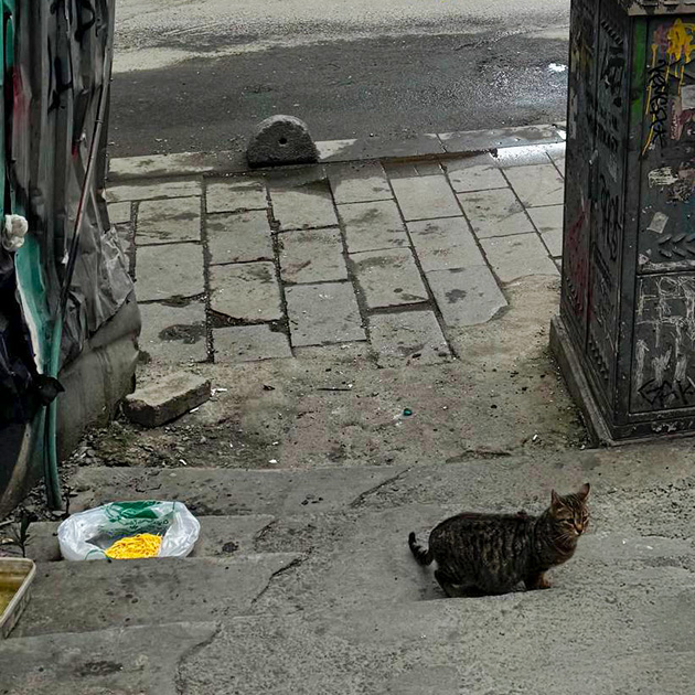 Прикладываю в дневник фото котика и иду спать