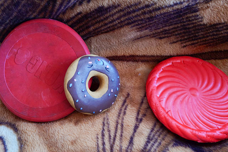 Игрушки собаки, которые остались на даче