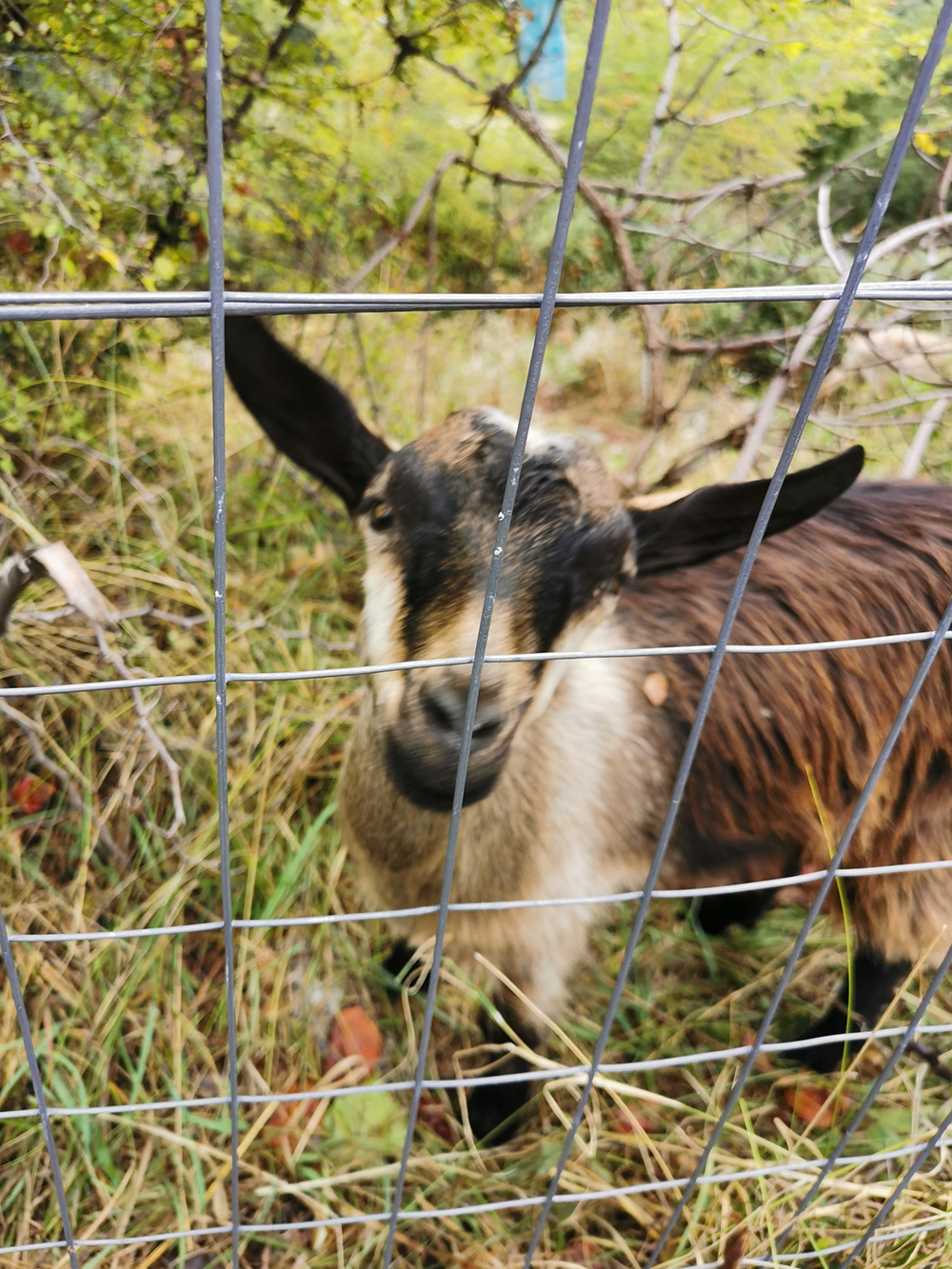 В начале маршрута туристов встречают милые козы