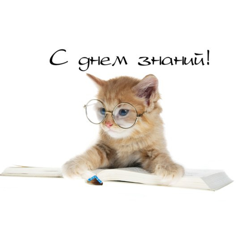 Котенок в очках