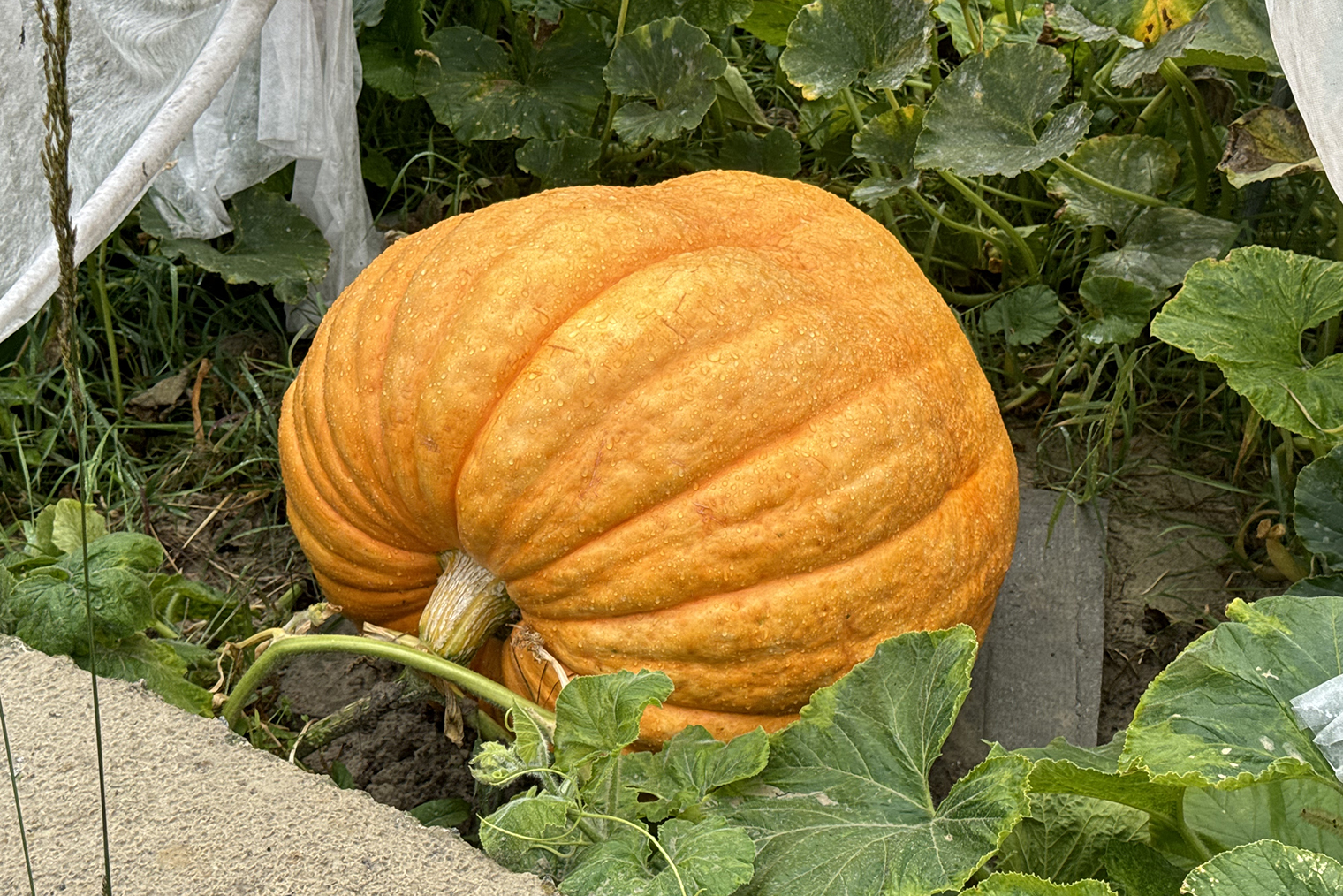 Для выращивания гигантской тыквы важен не сорт, а генетика. Семечек в таких тыквах мало. Семена этой гигантской тыквы подарили мне на Новый год друзья