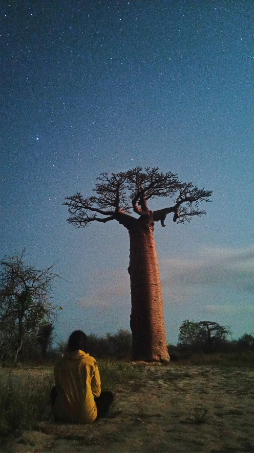 Баобаб и я под звездным небом