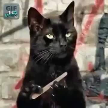 Самка Богомола 