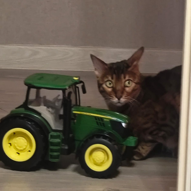 Наводим порядок в комнате сына. Этим фото закрываем тему кота