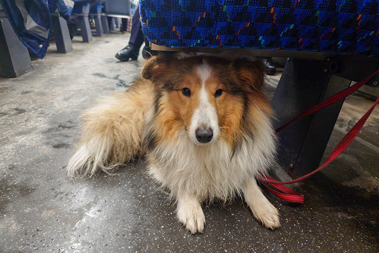 Собака в электричке устроилась под креслом