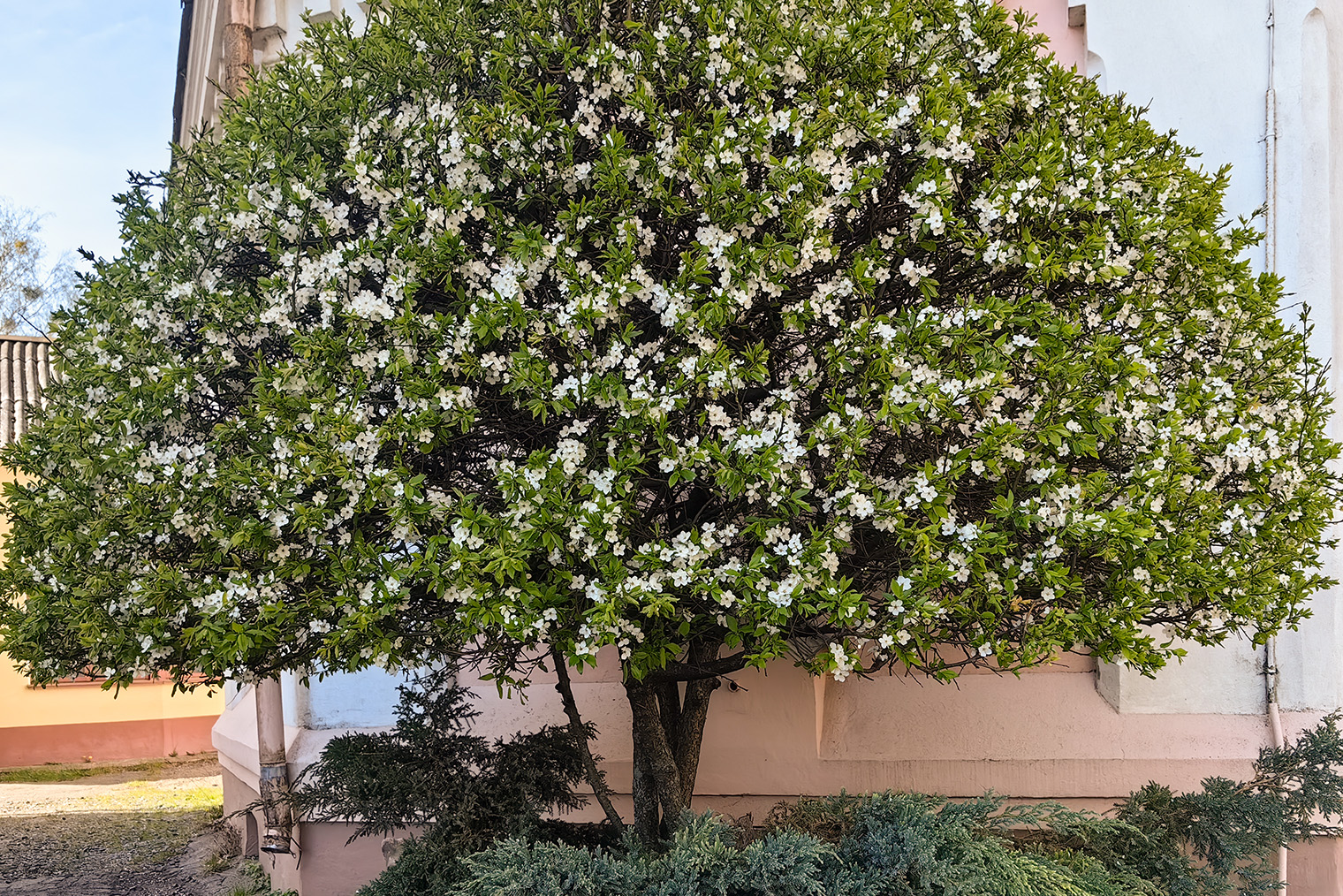 Возле одной из башен разбит небольшой сад. Весной в нем очень приятно
