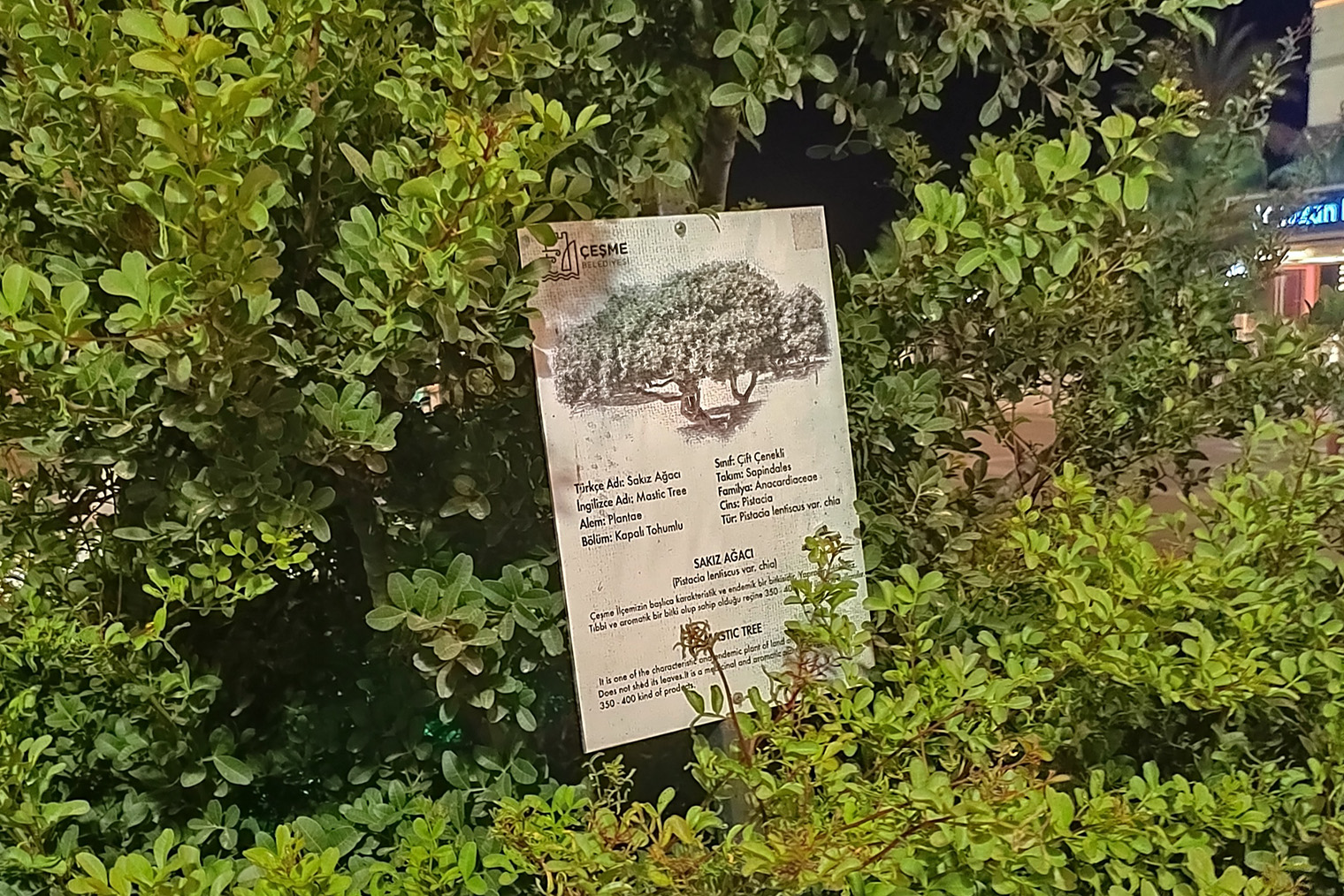 Запах мастикового дерева напомнил мне кардамон и гвоздику