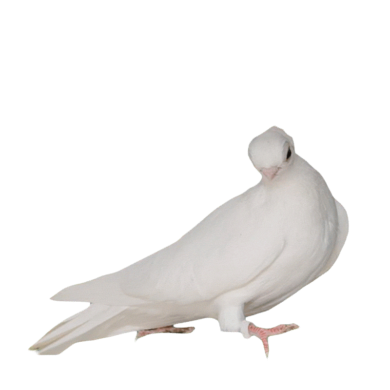 Лейбл заголовка