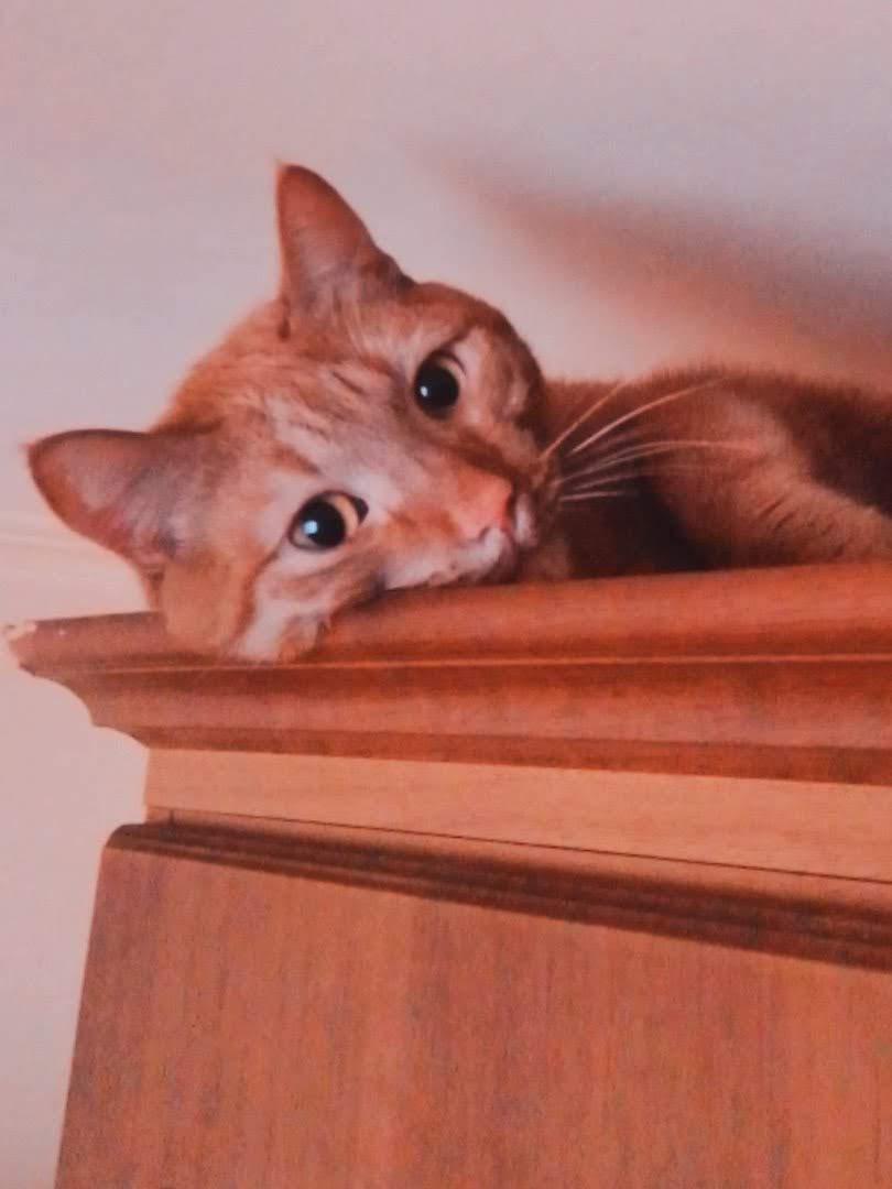 Кот Персик любит лежать на шкафу на кухне