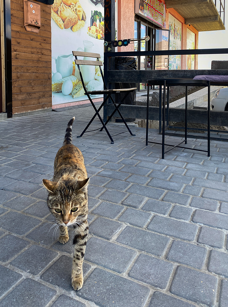 В Дагестане много кошек, в кофейне мы их тоже видели