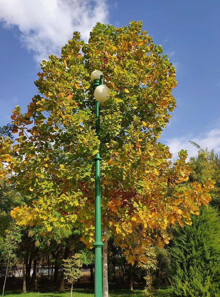 Осенью Ташкент украшают разноцветные деревья, и они выглядят роскошнее, чем в Петербурге