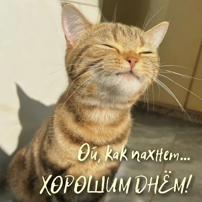Запах хорошего дня