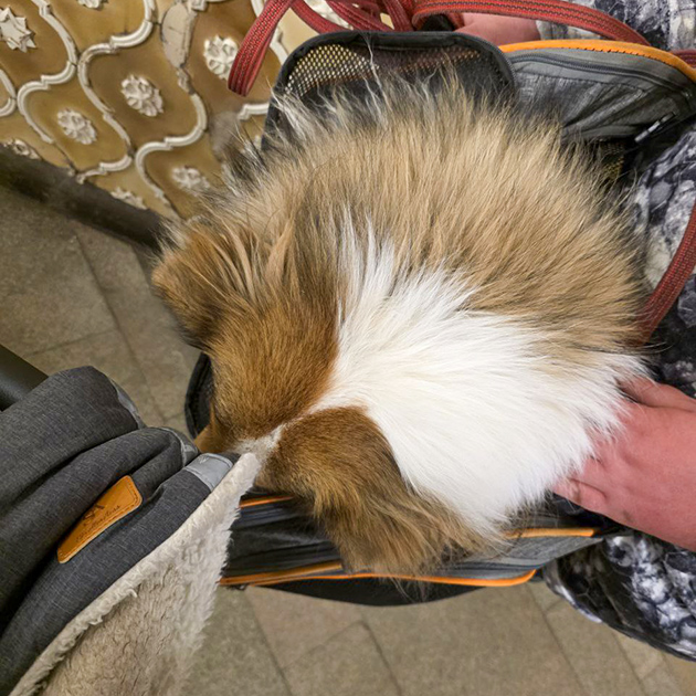 Собака в метро едет в переноске