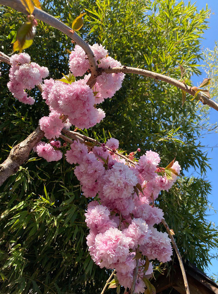 Цветы сакуры интересно расположены — не на мелких ветках-хвостиках, как у вишни или яблони, а практически на стволе