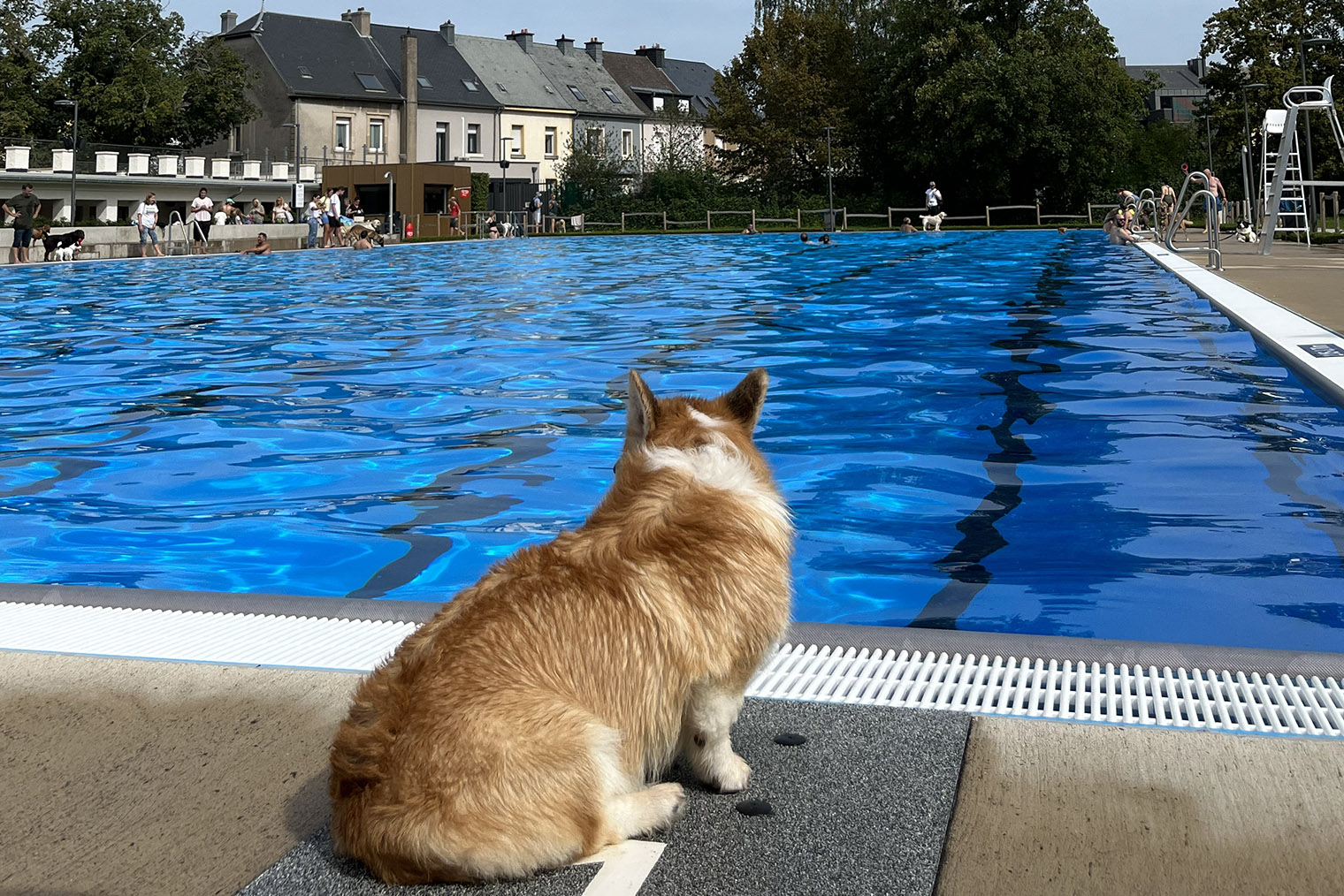 Раз в год, при закрытии летнего сезона, один из местных открытых бассейнов приглашает владельцев собак. Все приходят с питомцами, чтобы они тоже искупались в прохладной воде. Вход в этот бассейн в любое время стоит 5 € ( ₽)
